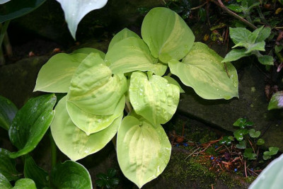 Hosta_Stolen_Kiss.jpg