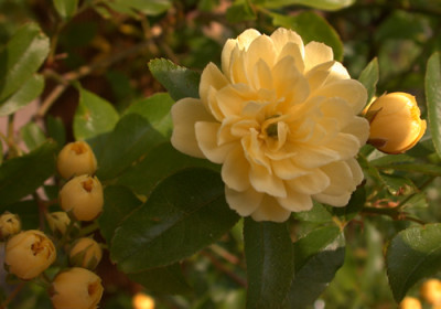 Banksia_lutea_0010__HR_35415.jpg