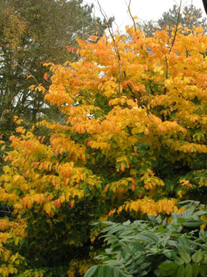 Parrotia_von_oben.jpg