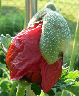Mohn_08_05_20.jpg