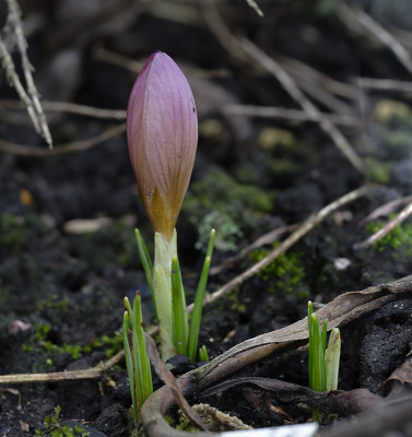 DSC_7012_DxO.jpg