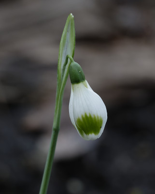 DSC_7005_DxO.jpg