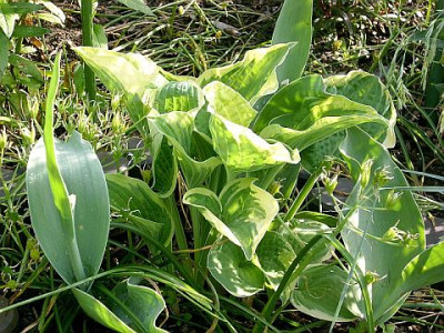 hosta_austin_dickinson_2008-05-15.jpg