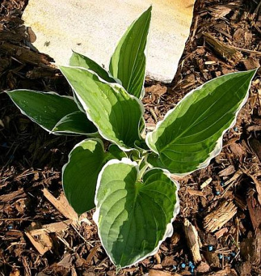 hosta_fortunei_francee_2008-05-15.jpg