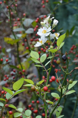 Rosa_multiflora_nana.21-2.jpg