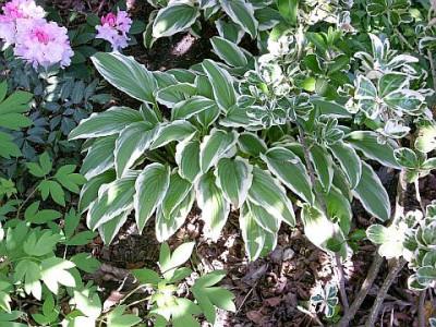 hosta_unbekannt_2008-05-15.jpg
