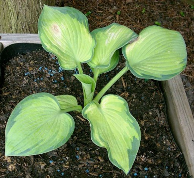 hosta_color_glory_2008-05-15.jpg