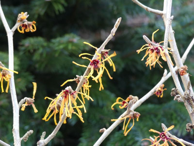2023-02-03 Hamamelis 'Orange Peel' - 'Ajan'.jpg