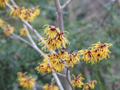 2023-02-03 Hamamelis 2.jpg