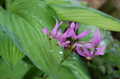 Gotterblume_M_22959_94.jpg