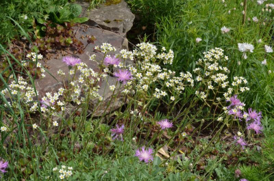 Centaurea_bella.22-1.jpg