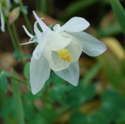 Akelei_White_Jewel_M_22953_95.jpg