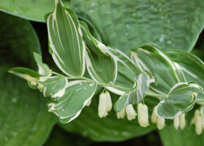 Salomonssiegel_Variegata_N_22967_95.jpg