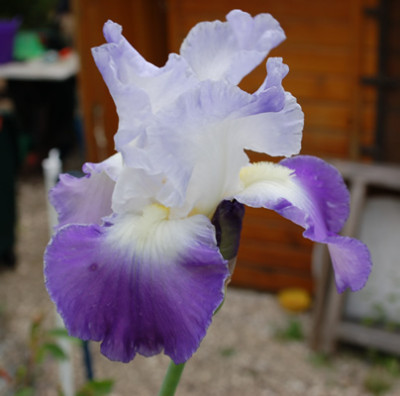 Iris_Clarence_R_23047_95.jpg