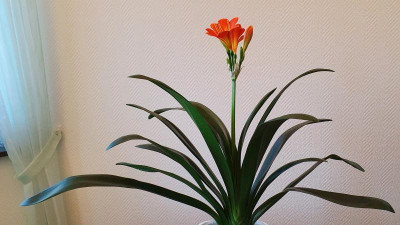 Multipetal1.2.jpg