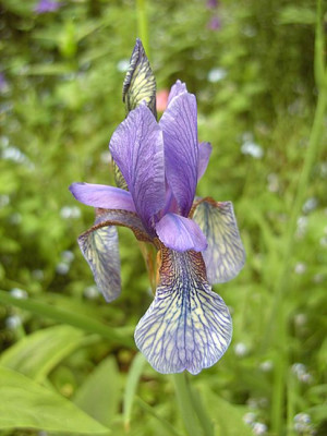 Iris_sikkimensis_fars_2008.jpg