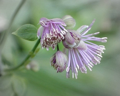 thalictrum5.jpg
