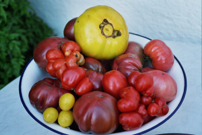 tomaten_2007_a1_020.jpg