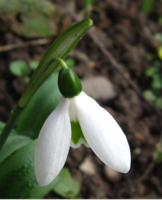 G.ikariae1.JPG