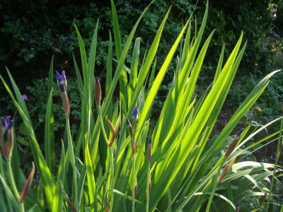 iris_sibirica_2.jpg