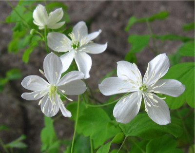 T.orientale1.JPG