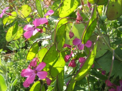 Lunaria_annua.JPG