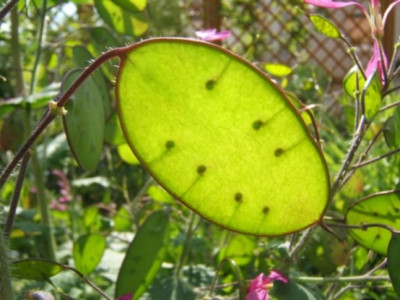 Grunes_Silberblatt.JPG