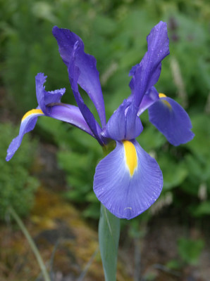 IMG_3888_eIris__hollandica_Telstar.JPG
