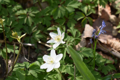 scilla 013.JPG