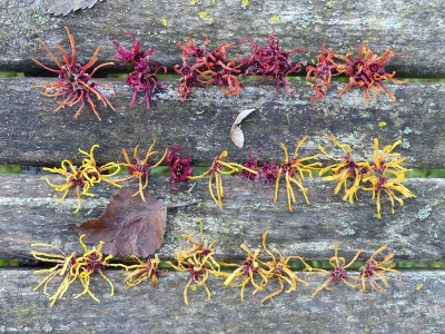 2023-02-04 Hamamelis 4.jpg