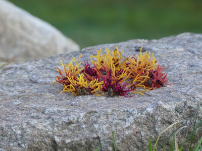 2023-02-04 Hamamelis 3.jpg