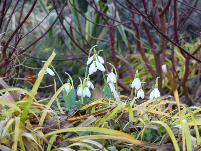 2023-02-04 Galanthus 3.jpg