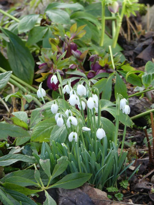 2023-02-04 Galanthus 'Hippolyta' 1.jpg