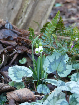 2023-02-04 Galanthus 'Bumblebee' 1.jpg