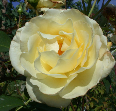 Schneewalzer_0010__S2_29257.jpg