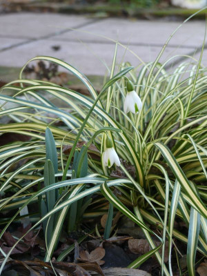 2023-02-04 Galanthus 'Trumps' 1.jpg
