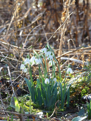 2023-02-04 Gartenimpressionen 8.jpg