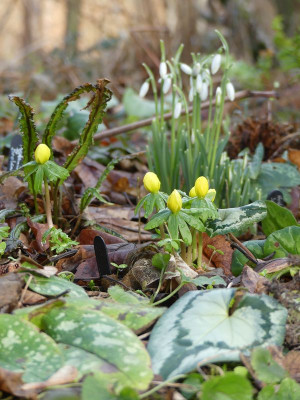 2023-02-04 Gartenimpressionen 4.jpg