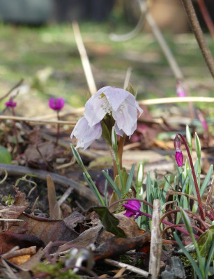 2023-02-04 Gartenimpressionen 2.jpg