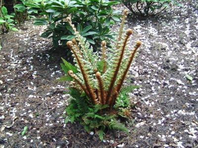 Bot_garten Christiansberg 039.jpg