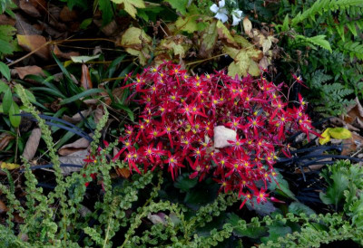 Saxifraga_cortusifolia-DancingPixies.22-1.jpg