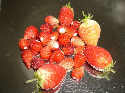 Erdbeeren.2007.0.JPG