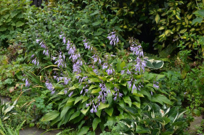 Hosta-ChineseSunrise.19-2.jpg