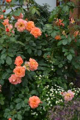 Rose-Westerland.18-1.jpg