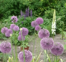 Eremurus.JPG