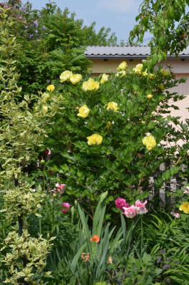 Paeonia-Souvenir de Lothar Parlasca.22-5.jpg