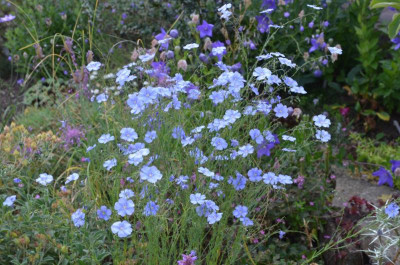 Linum_perenne.17-2.jpg