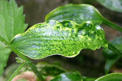 Hosta_Kifukurin_Ubatake_Blatt.JPG