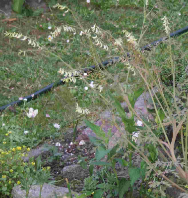 _Corydalis_ophiocarpa.jpg