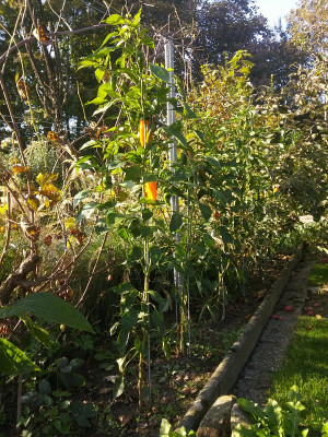 Paprika oranos.jpg
